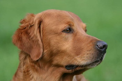 laquey