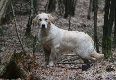 bq_stand_wald