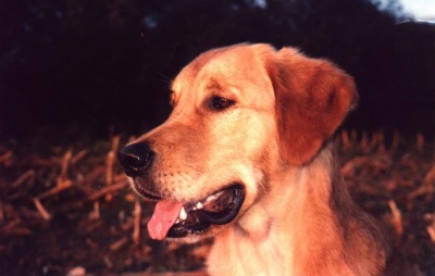 lanagan