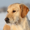 comp_img_7733