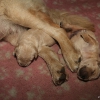 klein_img_7447