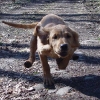flying_dog_skaill