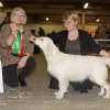klein_img_1047a-springlove-s-touch-of-yesnaby-best-puppy-in-show