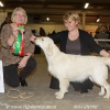 klein_img_1047a-springlove-s-touch-of-yesnaby-best-puppy-in-show_0