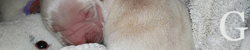 bannerG