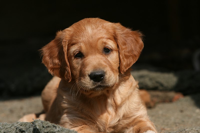 Golden retriever welpen bayern