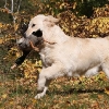 bq_img_6165a