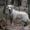 bq_stand_wald