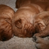 klein_img_9270