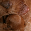 klein_img_3160