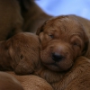 klein_img_3905