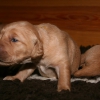 klein_img_4281