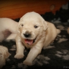 klein_img_4345