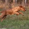 comp_img_9347_1