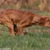 comp_img_9349_1