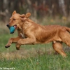 comp_img_9379_1