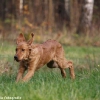 comp_img_9411_1