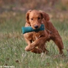 comp_img_9423_1