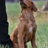 comp_img_9431_1