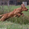 comp_img_9458_1