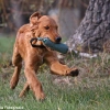 comp_img_9475_1