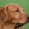 laquey