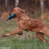 comp_img_9518_1
