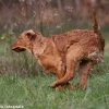 comp_img_9526_1