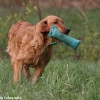 comp_img_9529_1