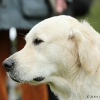 comp_img_5144