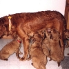 ruby_welpen
