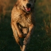 jo_img_4262