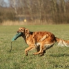 comp_img_3481